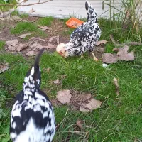 تخم مرغ و جوجه گلین لری فول کیفیت|حیوانات مزرعه|رشت, گلسار|دیوار