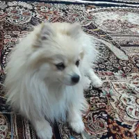 سگ پامر|سگ|نجف‌آباد, یزدانشهر|دیوار