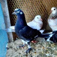 کبوتر گمشده|پرنده|نمین, |دیوار