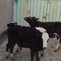 گوساله ماده|حیوانات مزرعه|بیرانوند, |دیوار