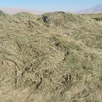 یونجه صادراتی