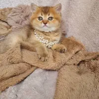 گربه بریتیش گلد صورت خرسی