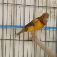 ابلغ لاکی نر