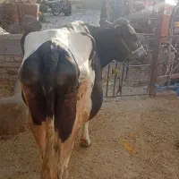 گاو گوساله ماده