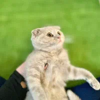 گربه اسکاتیش و بریتیش لیلاک|گربه|کرج, شهرک جهان‌نما|دیوار