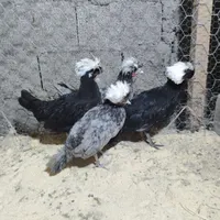 مرغ خروس لهستانی|حیوانات مزرعه|رشت, بلوار گیلان|دیوار