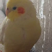 عروس هلندی|حیوانات|کرمانشاه, |دیوار