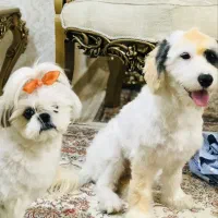 واگذاری رایگان سگ شیتزو
