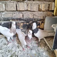 طوقی ساده نروماده|پرنده|داران, |دیوار