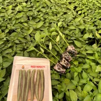 نشا گوجه فلفل بادمجان