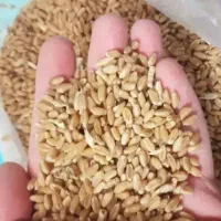 گندم تیمی