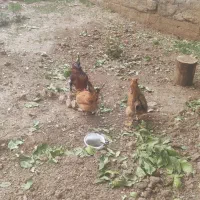 جوجه مرغ، مرغ و خروس