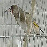 سهره دورگ کرمانی