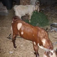 تعداد نری چاق و سر حال فروشی قیمت مناسب