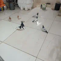 کفتر بهبونی وشهری