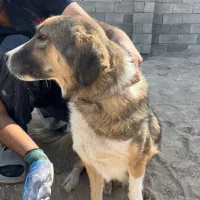 سگ نژاد دار اصیل پاکوتاه|سگ|تهران, دکتر هوشیار|دیوار