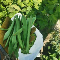 لوبیا چیتی وسبز