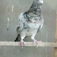 کفتر|پرنده|یزد, |دیوار