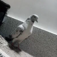 محمد|پرنده|یزد, |دیوار