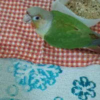 گیرینچیک گمشده مژدگانی