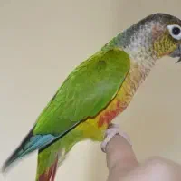 گریچینگ|پرنده|پیشوا, |دیوار