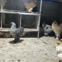 مرغ و خروس برهما|حیوانات مزرعه|قلعه شاهین, |دیوار