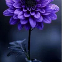 مدارک گم شده