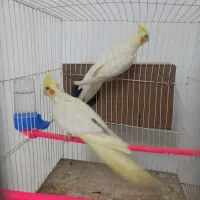 جفت عروس هلندی مولد