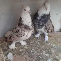 کبوترهماسرور