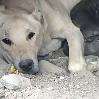 واقوزار توله سگ نژاد سراب