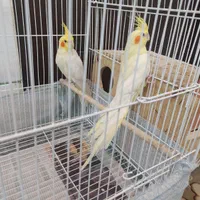 عروس هلندی  لیتینو جفت مولد