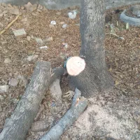 خریدارچوب انارهستم پاک شده آماده خریداریم فقط انار