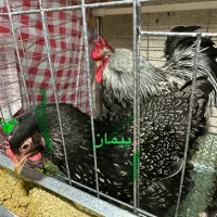 جوجه یک ماه بارنولدر