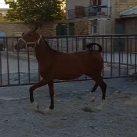 کره نر ۱۴ ماهه زیبا|حیوانات مزرعه|شاهین‌شهر, گزبرخوار|دیوار