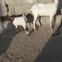 بوز مال داری بنکالی  بز خوبه