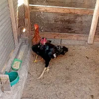 خروس و مرغ لاری