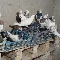 کبوتر|پرنده|رزن, |دیوار