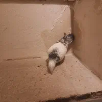 کفترسارسبزکرفتنی