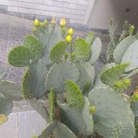 کاکتوس بالغ