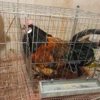 حراج کمیاب خروس ورورک و بارلوندر و قفس حرفه ای|حیوانات مزرعه|اصفهان, میرعماد|دیوار