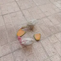 دو عدد جوجه