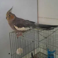 عروس هلندی|پرنده|بیرجند, |دیوار