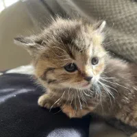 گربه|گربه|شاهینشهر, خبرنگار|دیوار