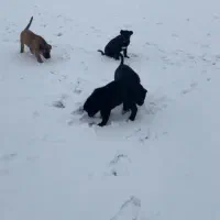 سگ سرابی اصیل