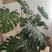 گل آپارتمانی برگ انجیری