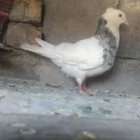 طوقی