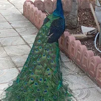 طاوس
