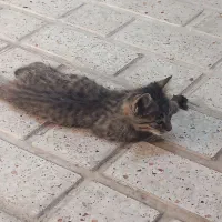 گربه
