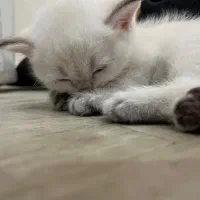 بچه گربه بریتیش اسکاتیش