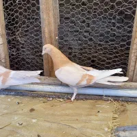 کبوتر صداکن|پرنده|لاران, |دیوار